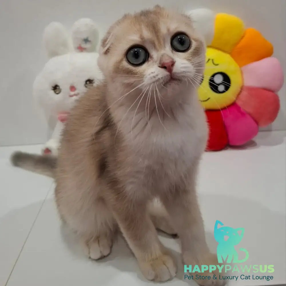 Xavier Scottish Fold male blue golden chinchilla - live animals