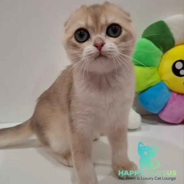 Xavier Scottish Fold male blue golden chinchilla - live animals