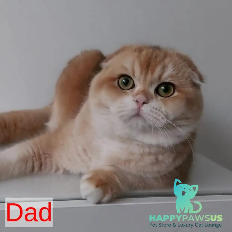 Xavier Scottish Fold male blue golden chinchilla - live animals