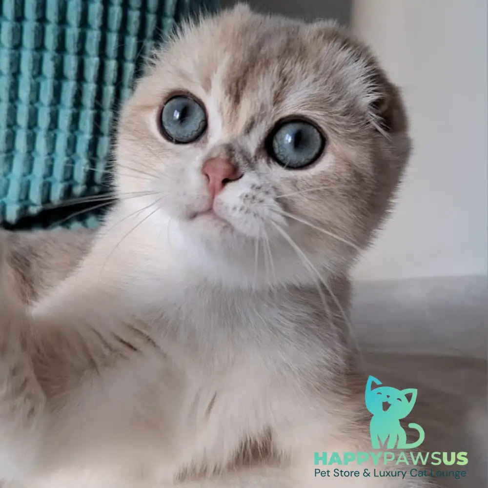 Xavier Scottish Fold male blue golden chinchilla - live animals