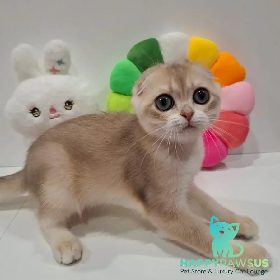 Xavier Scottish Fold male blue golden chinchilla - live animals