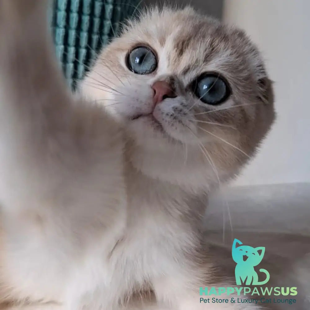 Xavier Scottish Fold male blue golden chinchilla - live animals
