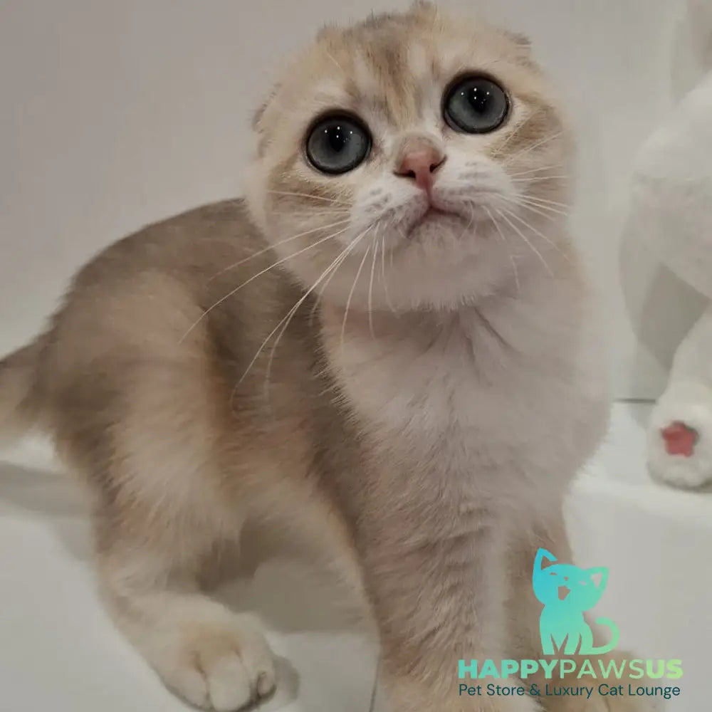 Xavier Scottish Fold male blue golden chinchilla - live animals
