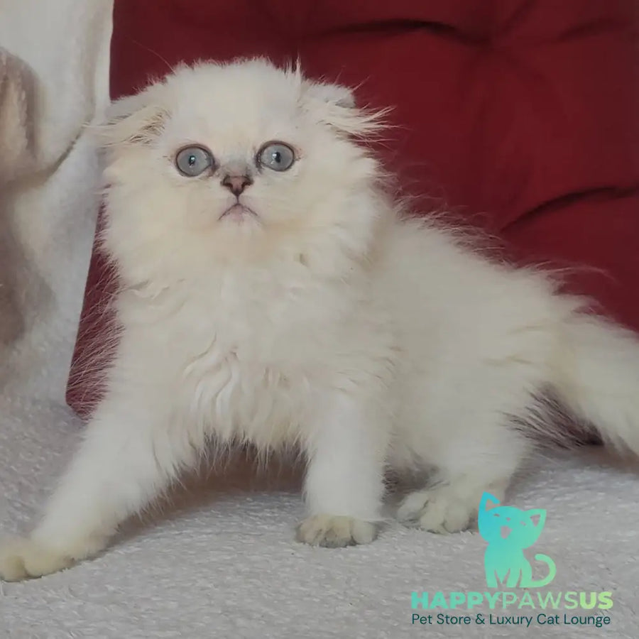 Xavier Scottish Fold male blue silver ticked tabby - live animals