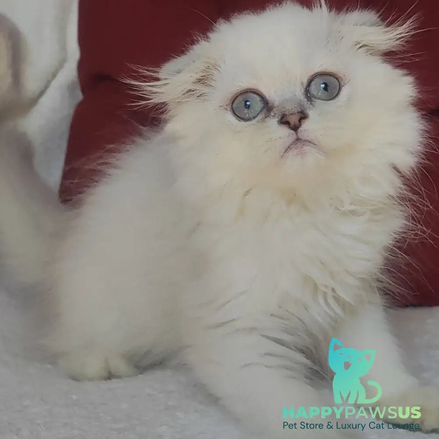 Xavier Scottish Fold male blue silver ticked tabby - live animals