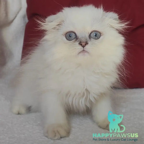 Xavier Scottish Fold male blue silver ticked tabby - live animals