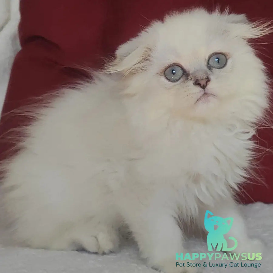 Xavier Scottish Fold male blue silver ticked tabby - live animals