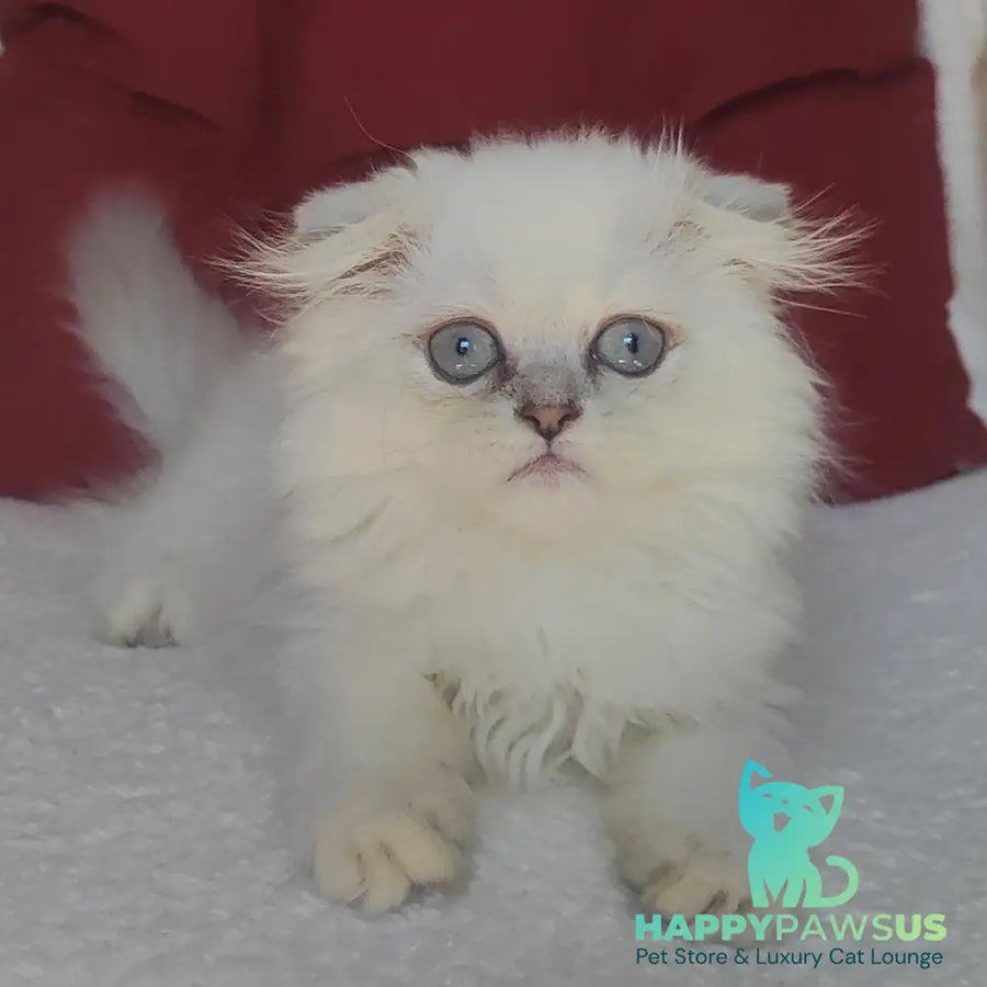 Xavier Scottish Fold male blue silver ticked tabby - live animals