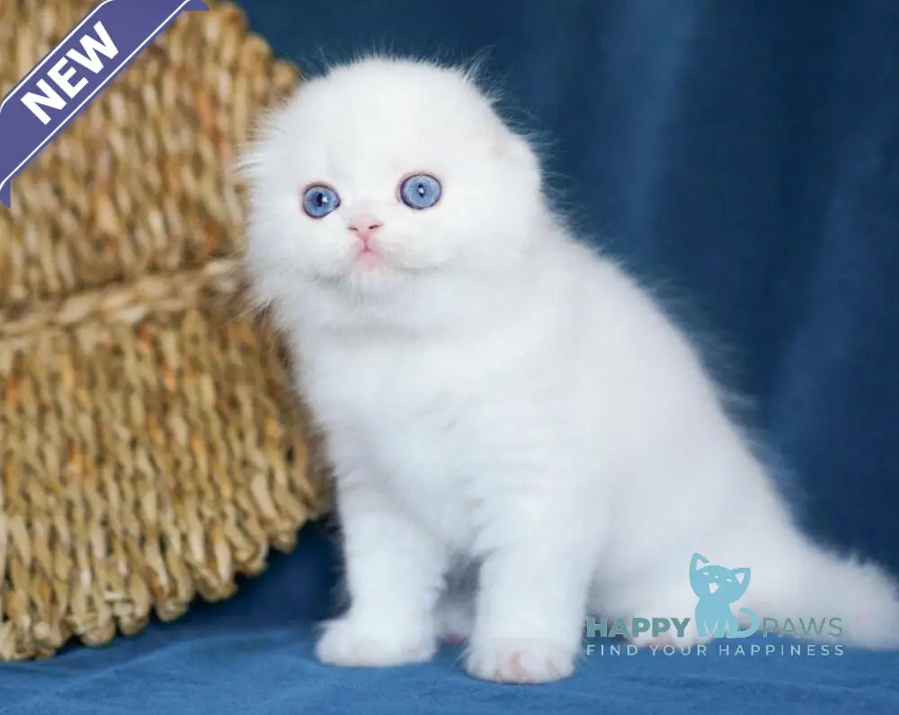 Xavier Scottish Fold male white live animals