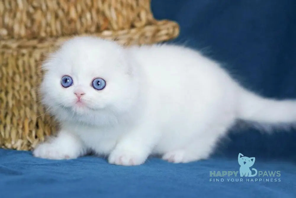 Xavier Scottish Fold male white live animals