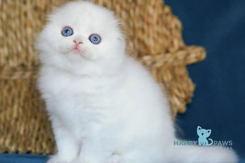 Xavier Scottish Fold male white live animals