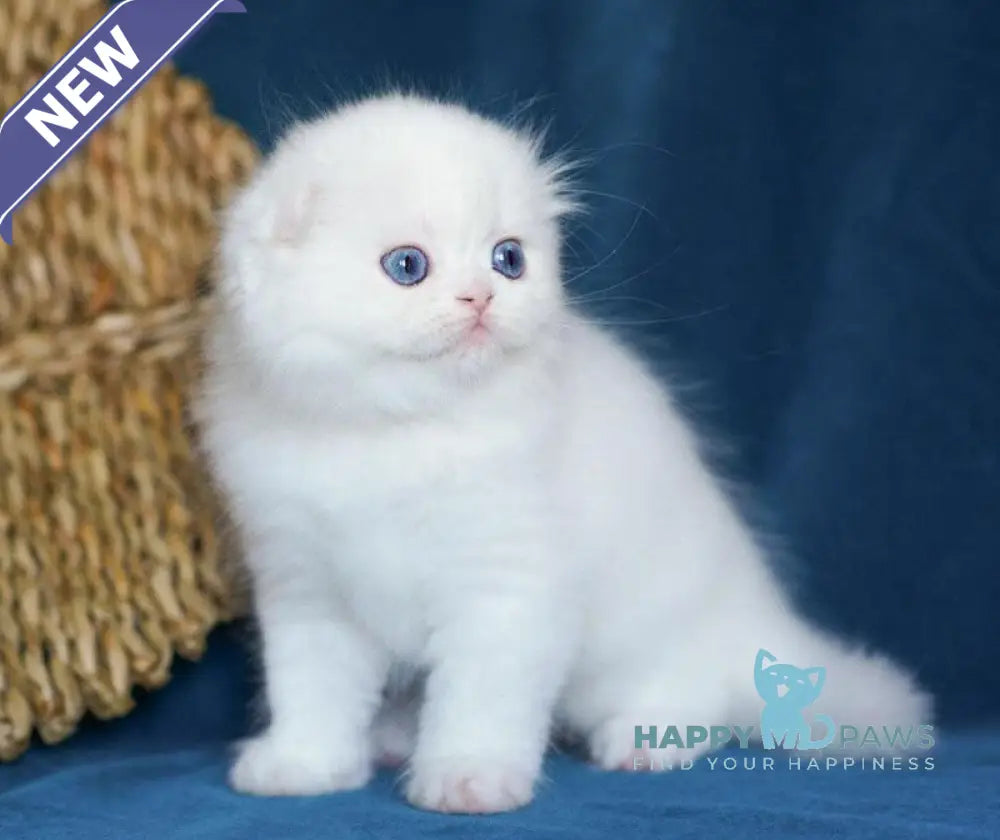 Xavier Scottish Fold male white live animals