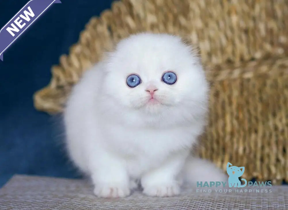 Xavier Scottish Fold male white live animals