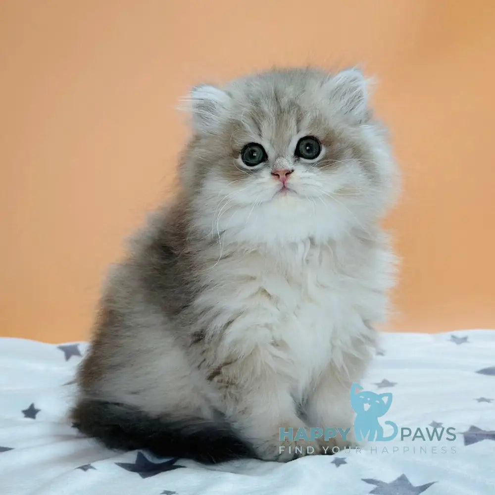 Xavier Scottish Straight male blue golden shaded live animals