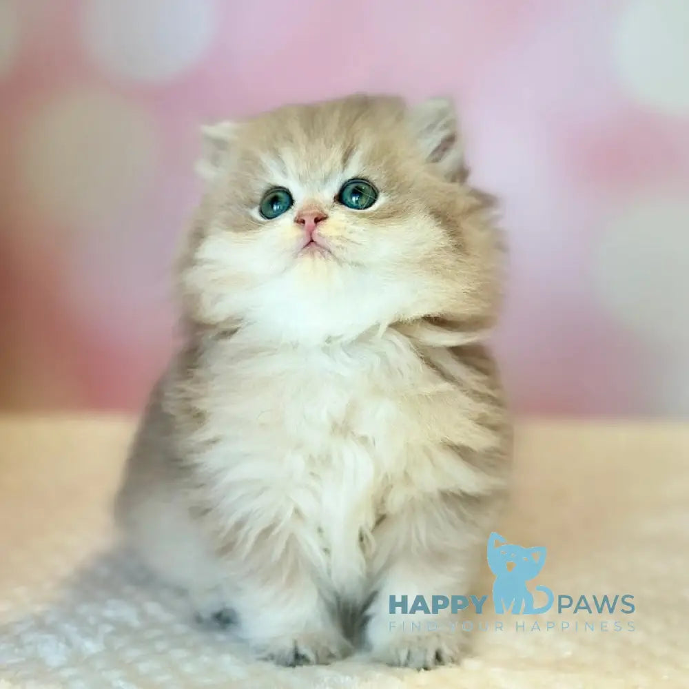 Xavier Scottish Straight male blue golden shaded live animals