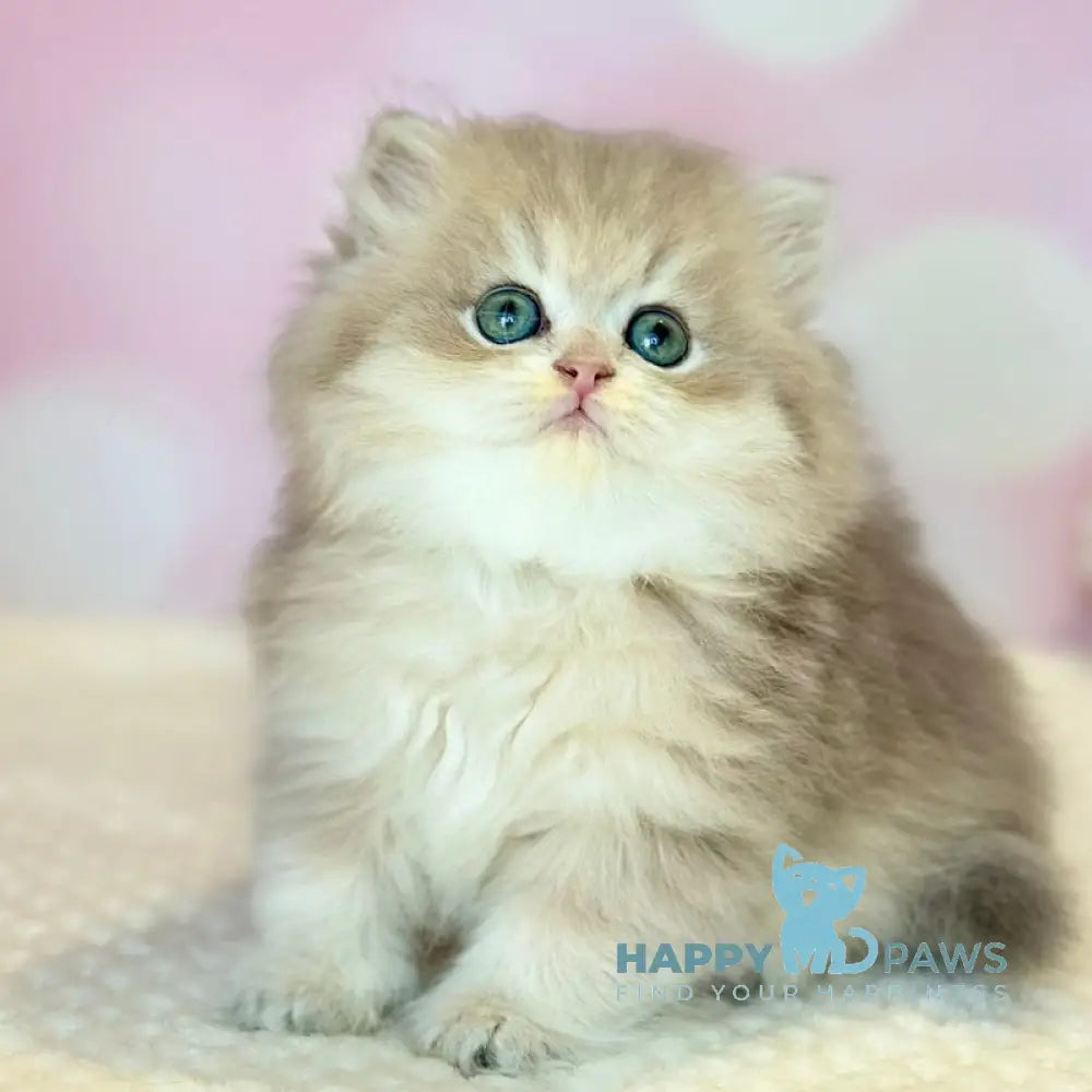 Xavier Scottish Straight male blue golden shaded live animals