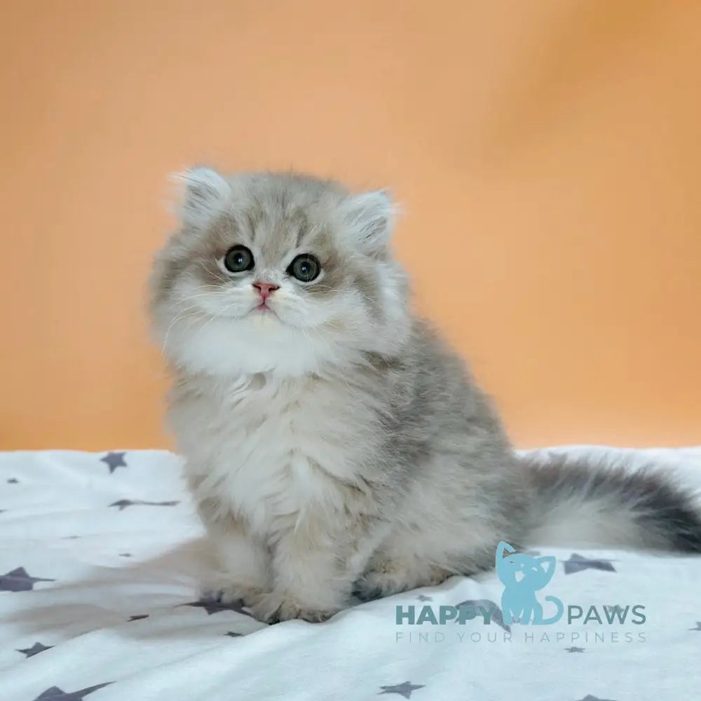 Xavier Scottish Straight male blue golden shaded live animals