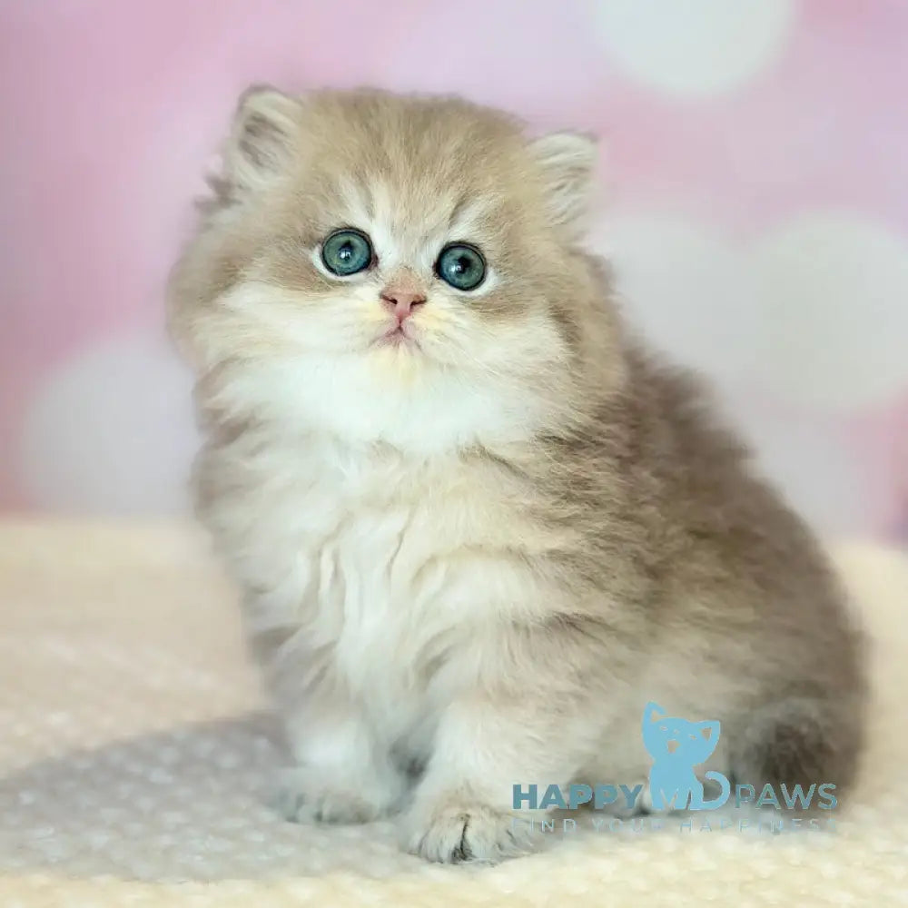 Xavier Scottish Straight male blue golden shaded live animals
