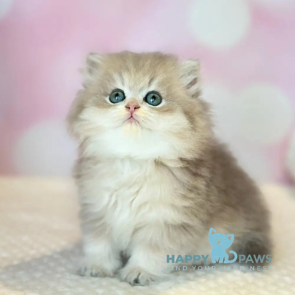 Xavier Scottish Straight male blue golden shaded live animals