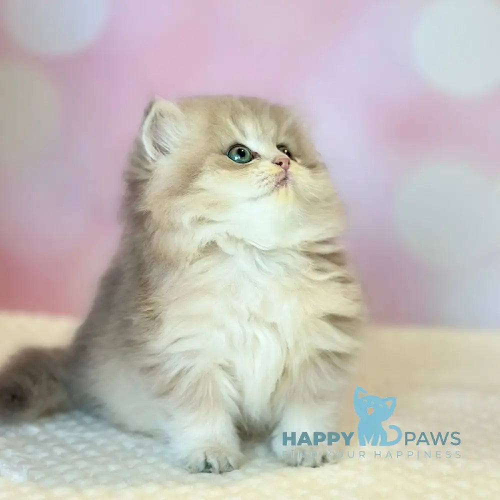 Xavier Scottish Straight male blue golden shaded live animals