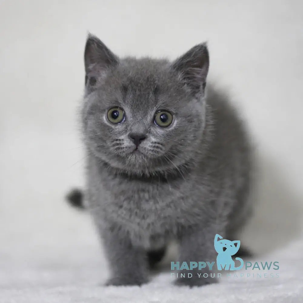Xavier Scottish Straight male blue live animals