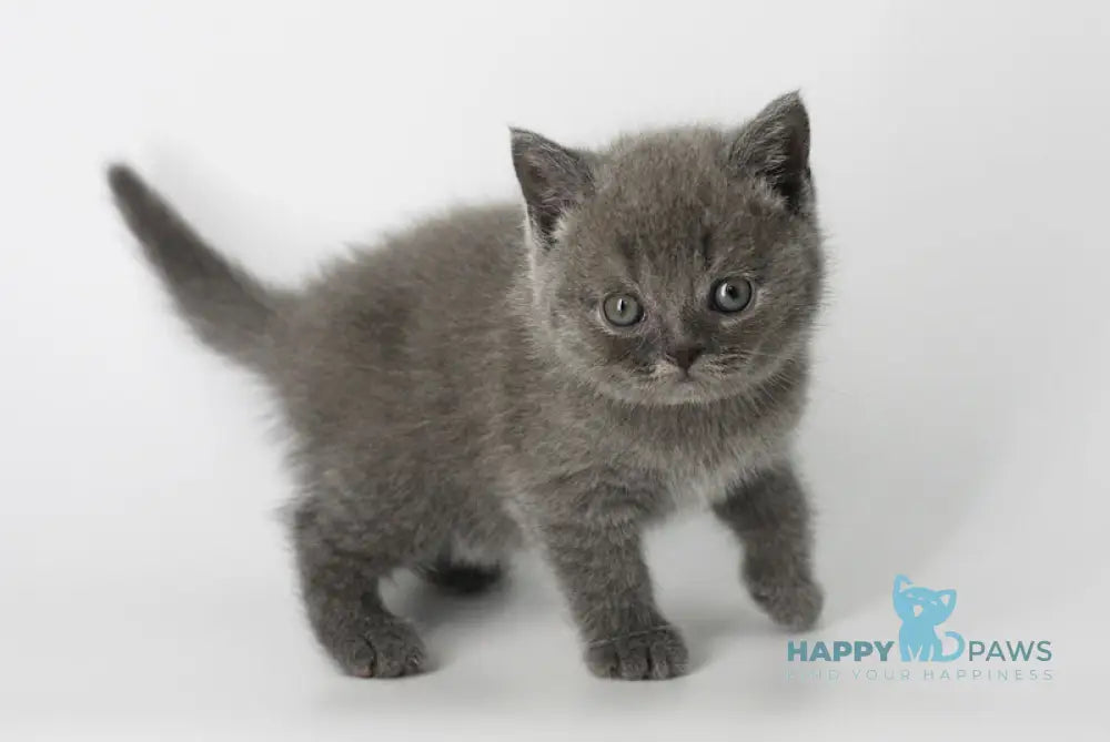 Xavier Scottish Straight male blue live animals