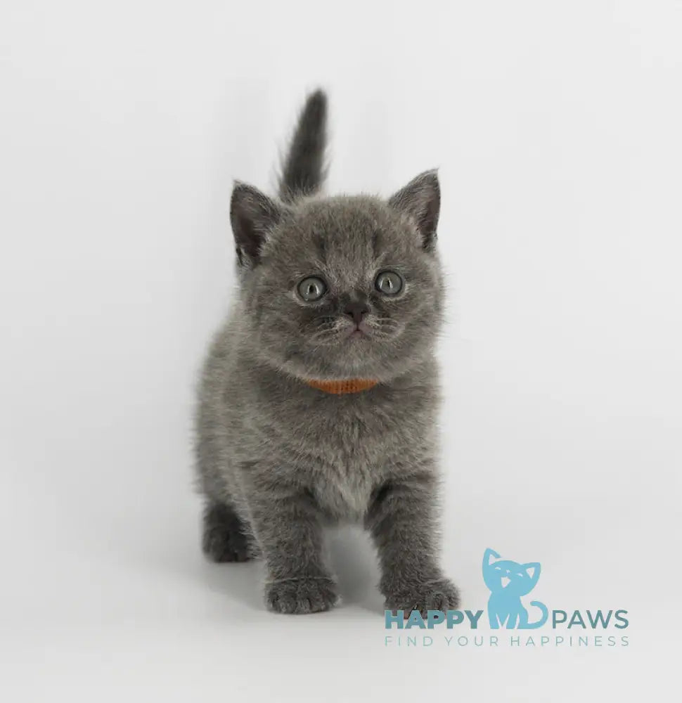 Xavier Scottish Straight male blue live animals