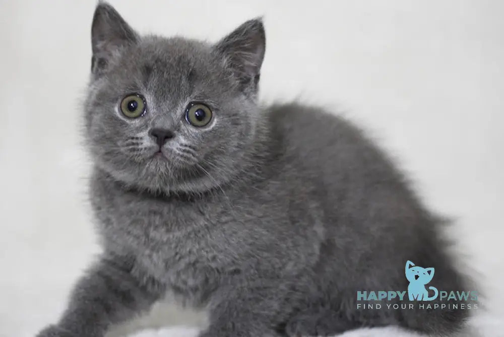 Xavier Scottish Straight male blue live animals