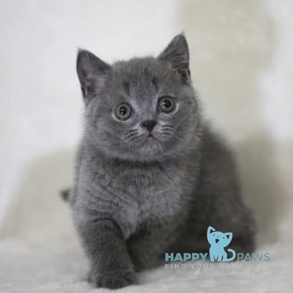 Xavier Scottish Straight male blue live animals