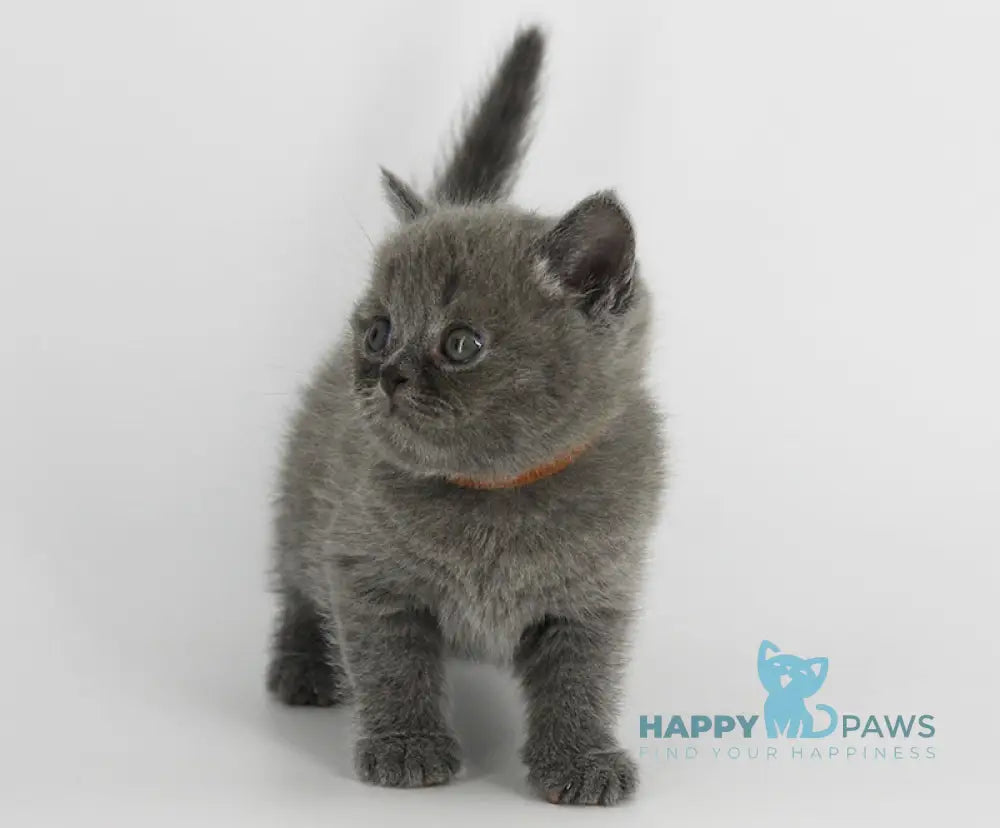 Xavier Scottish Straight male blue live animals