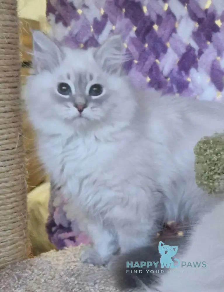Xavier Siberian male blue tabby pointed live animals