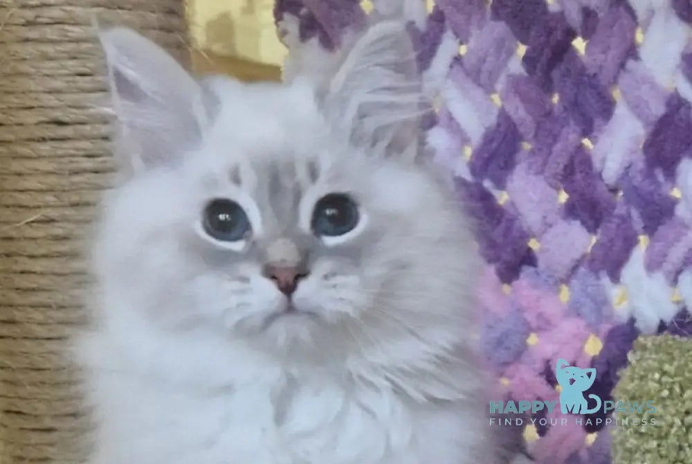 Xavier Siberian male blue tabby pointed live animals