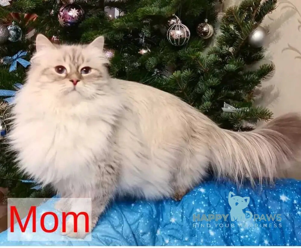 Xavier Siberian male blue tabby pointed live animals