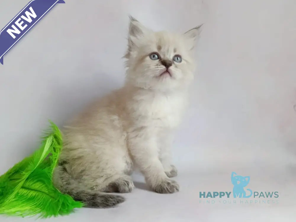 Xavier Siberian male seal tabby pointed live animals