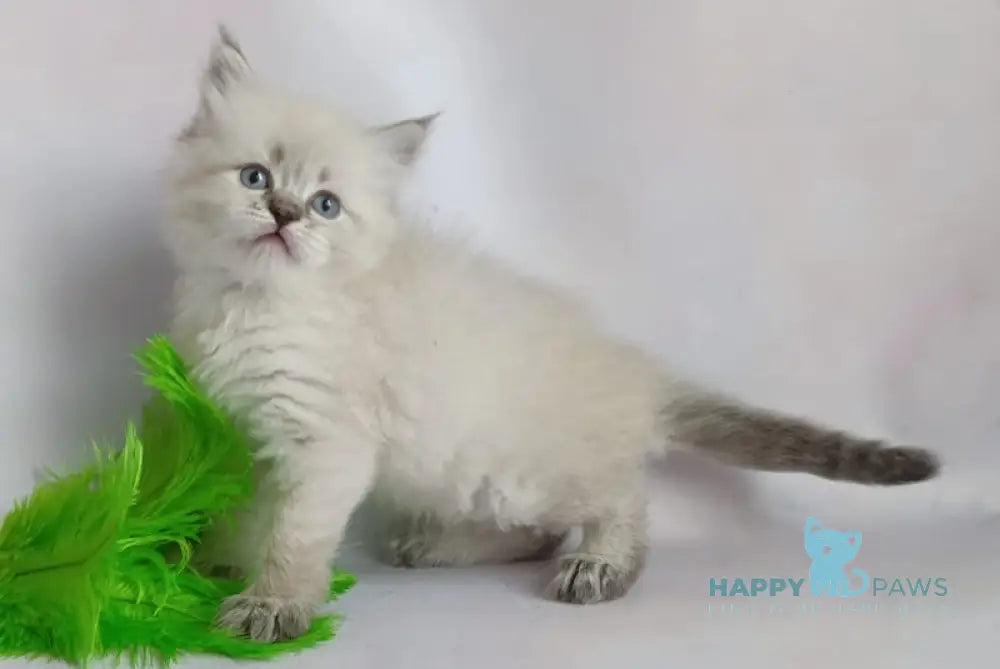 Xavier Siberian male seal tabby pointed live animals