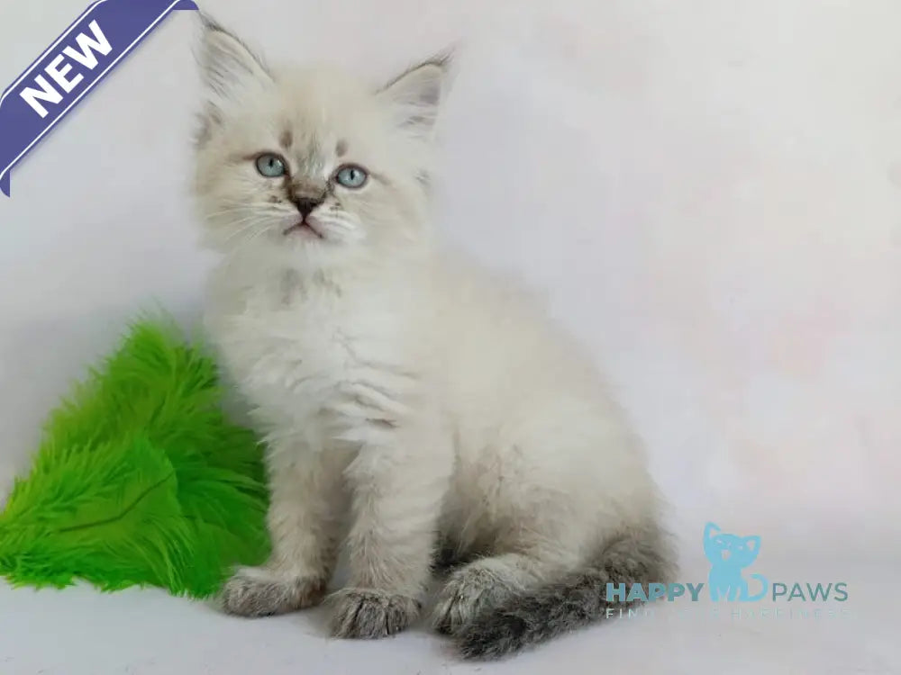 Xavier Siberian male seal tabby pointed live animals