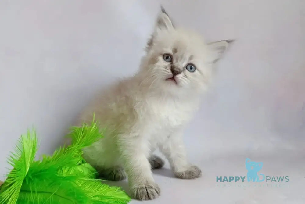Xavier Siberian male seal tabby pointed live animals