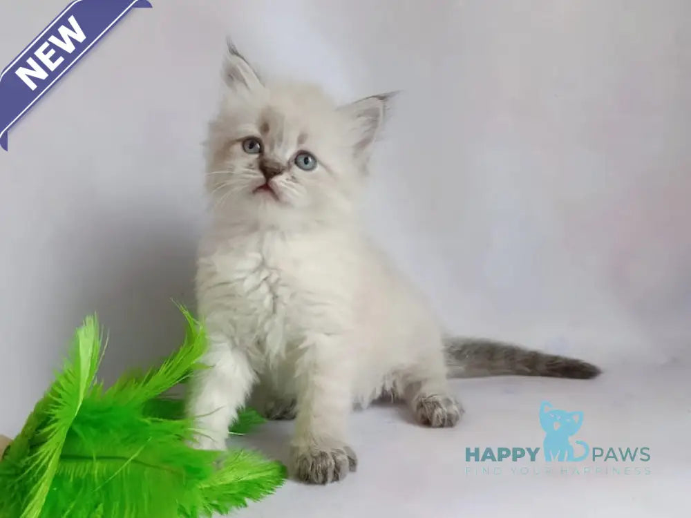 Xavier Siberian male seal tabby pointed live animals