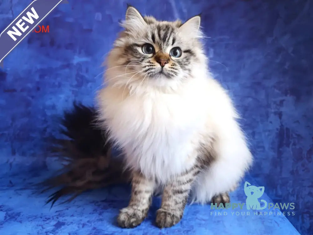 Xavier Siberian male seal tabby pointed live animals