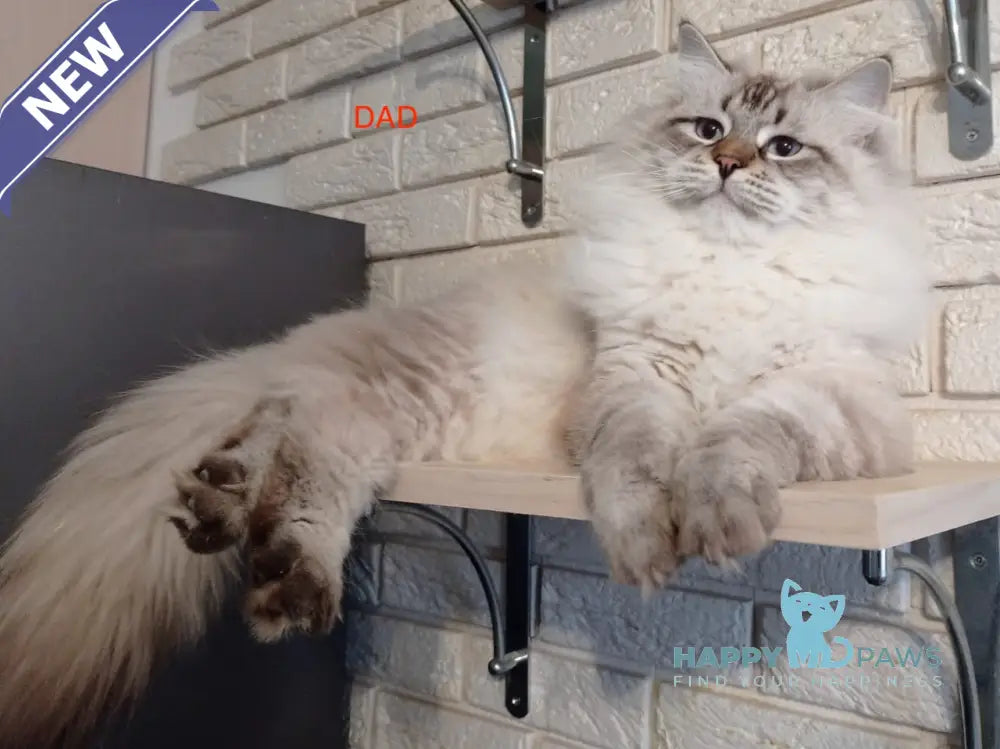 Xavier Siberian male seal tabby pointed live animals