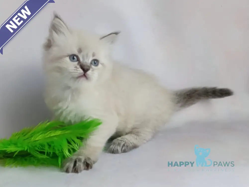 Xavier Siberian male seal tabby pointed live animals
