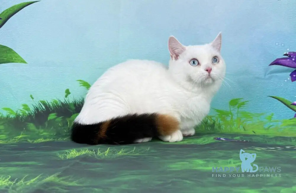 Xaviya Munchkin female black tortie van live animals