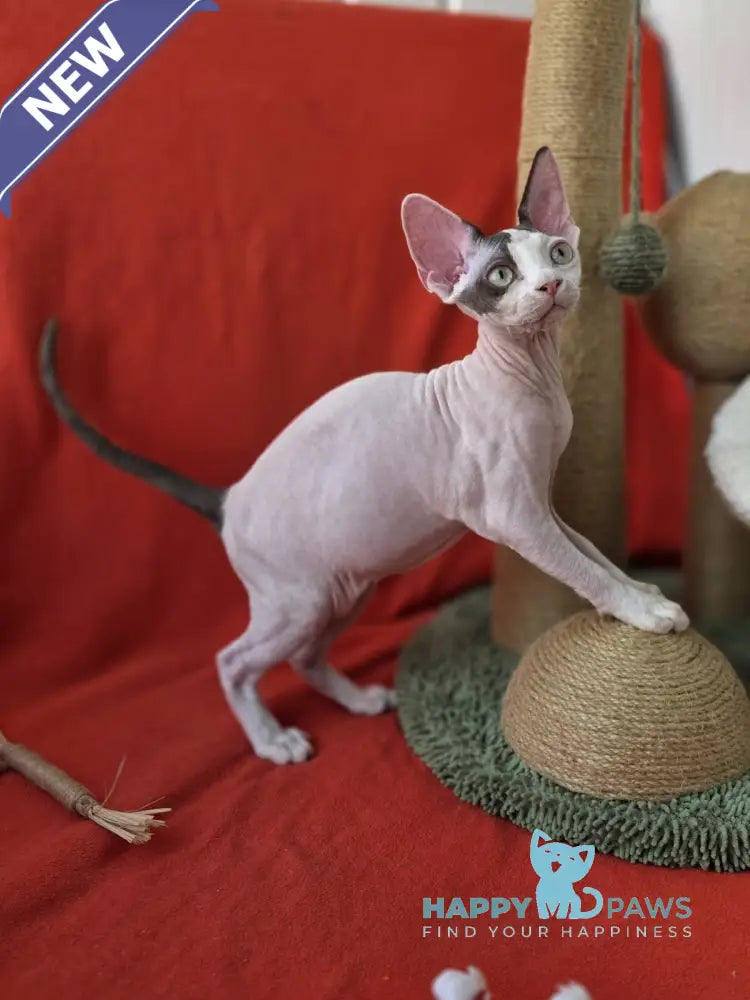 Xcaret Devon Rex male chocolate van live animals