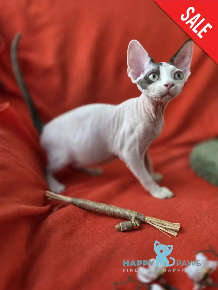 Xcaret Devon Rex male chocolate van live animals