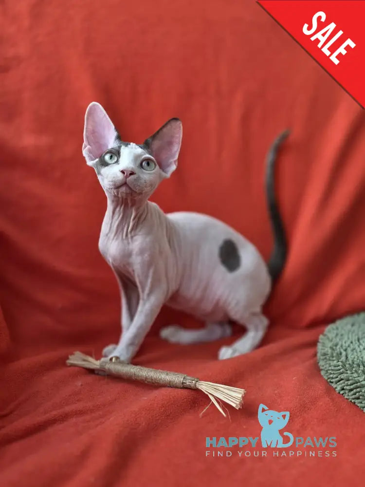 Xcaret Devon Rex male chocolate van live animals