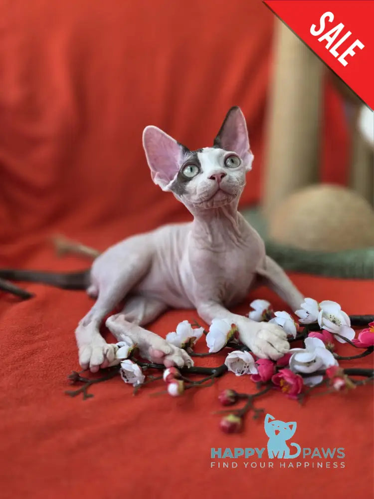 Xcaret Devon Rex male chocolate van live animals