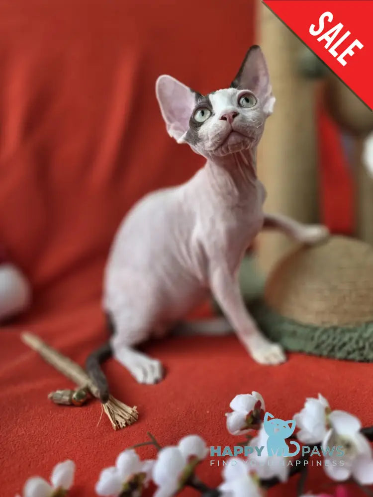 Xcaret Devon Rex male chocolate van live animals