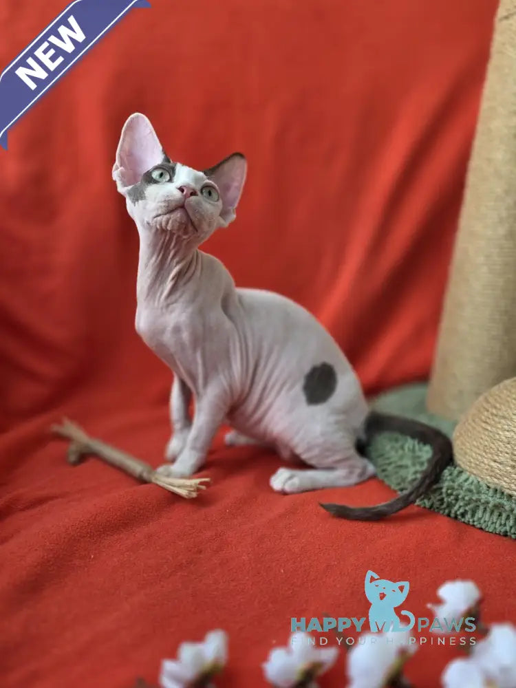 Xcaret Devon Rex male chocolate van live animals