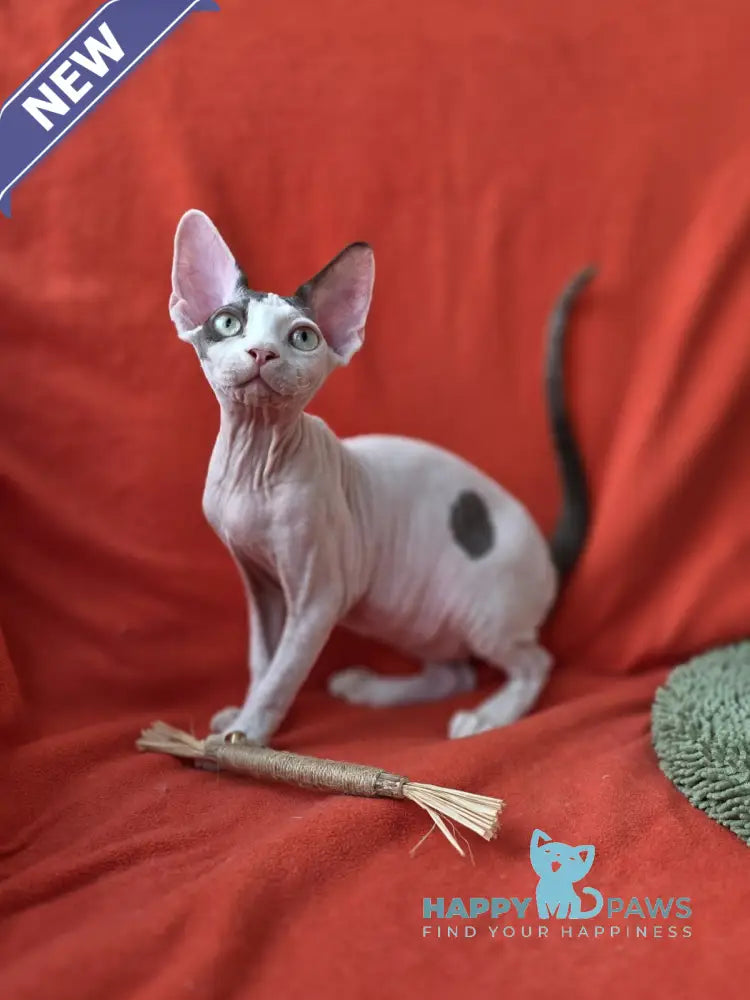 Xcaret Devon Rex male chocolate van live animals