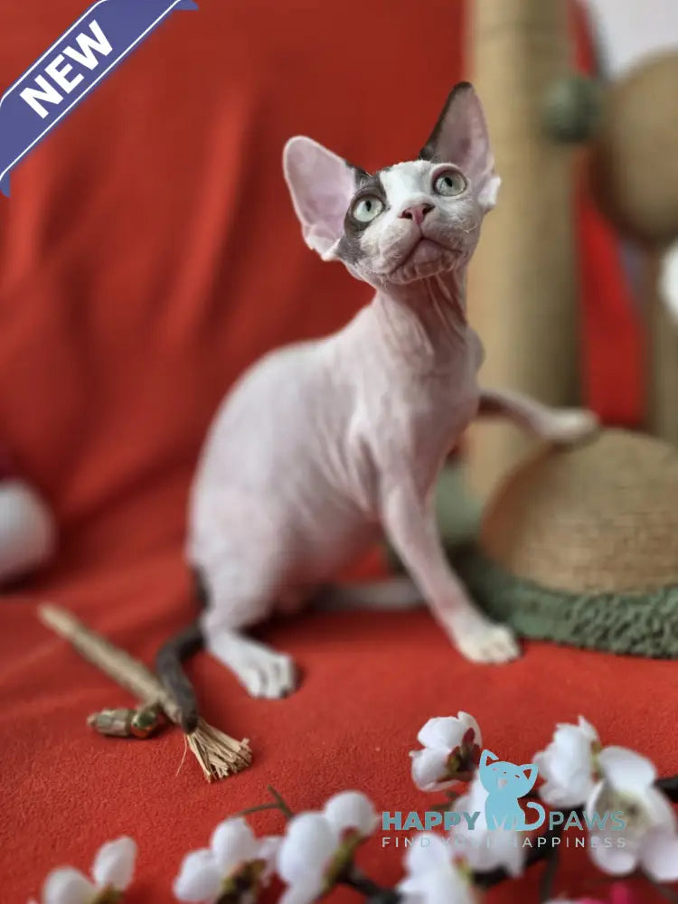 Xcaret Devon Rex male chocolate van live animals